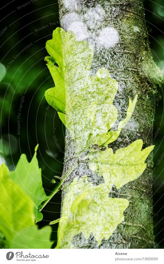 adhesion Plant Tree Leaf Tree trunk Oak leaf Forest Bright Green Loyalty Nature Power Growth Change Symbols and metaphors Double exposure Colour photo
