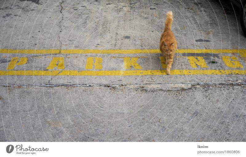 Cat runs over the word "Parking" written on asphalt Street Parking lot Pet 1 Animal Walking Orange Movement Advancement Asphalt Break Idea Creativity
