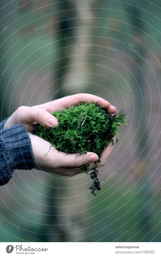 in your hands Environment Nature Earth Autumn Winter Plant Tree Moss Foliage plant Garden Forest Safety Protection Safety (feeling of) Dependability Serene