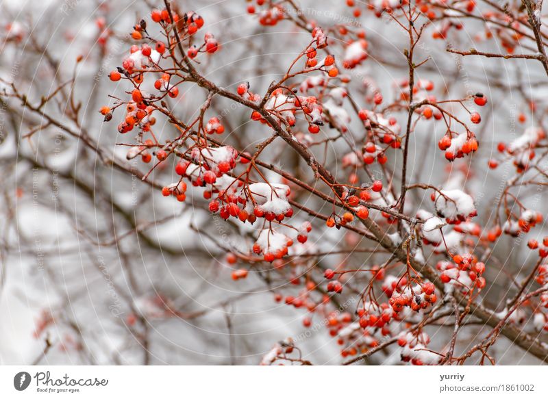 Rowan branch in the snow Fruit Winter Snow Nature Plant Tree Forest Red White rowan ashberry background Frost Beauty Photography Berries Ashes cold branches ice