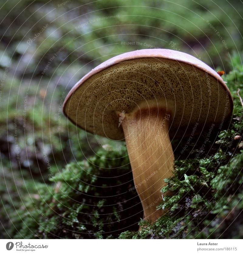 A beautiful mushroom, a fine mushroom... Nature Weather Moss Wild plant Lamella Stalk Growth Delicious Strong Brown fast-growing Colour photo Exterior shot Day