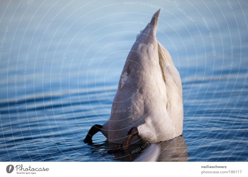 Submerged Environment Nature Animal Water Autumn Lake Wild animal Swan 1 Dive Blue Gray Silver Contentment Colour photo Subdued colour Exterior shot Deserted