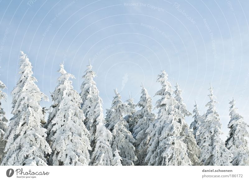 finally !! whether you like it or not Cloudless sky Ice Frost Snow Tree Forest Blue White Winter Winter vacation Winter mood Fir tree Copy Space top