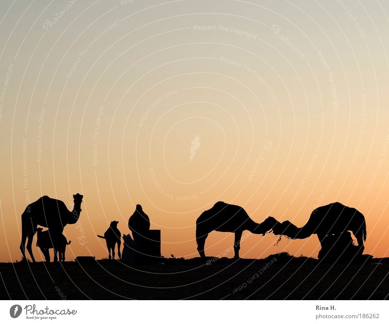 desert love Vacation & Travel Tourism Trip Adventure Safari Expedition Sunrise Sunset Desert Oasis Camel Dromedary Group of animals Kissing Esthetic Authentic