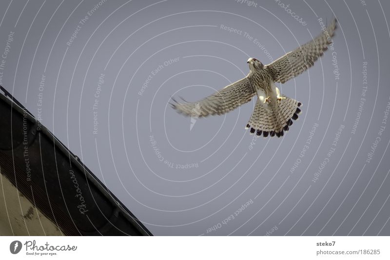 slipped Animal Wild animal Bird Falcon 1 Freedom Ease Nature Precision Environment Glide Hover Flying Warmth Bird of prey Weightlessness Deserted Copy Space top