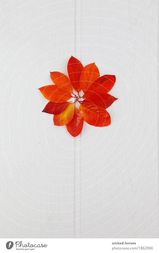 AK# Leafflower Art Work of art Esthetic Autumn Autumnal Autumn leaves Autumnal colours Early fall Autumnal weather Autumn wind Pattern Symmetry Home-made Design