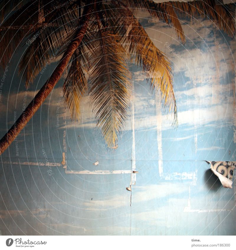 Cracks in paradise Wall (barrier) Wall (building) Design Dream Landscape Park Moody Together Romance Curiosity Photography Wallpaper Photo wallpaper Palm tree