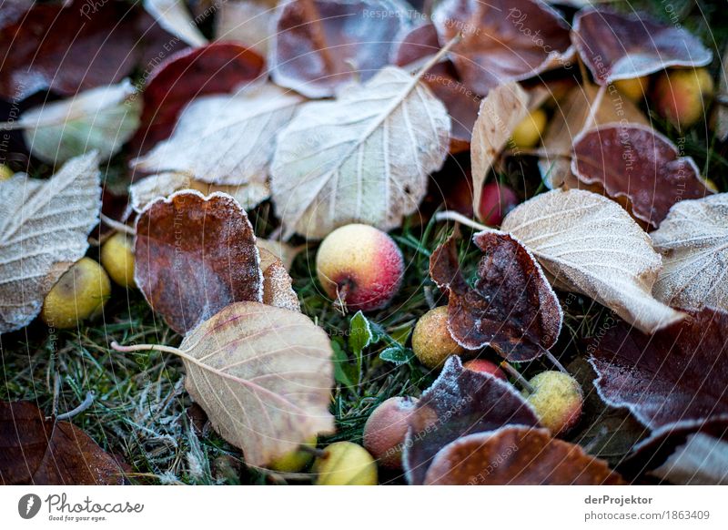 Frosty Falling Fruit Vacation & Travel Tourism Trip Adventure Hiking Environment Nature Landscape Plant Autumn Beautiful weather Ice Agricultural crop Meadow