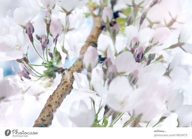 Branch with white cherry blossoms Spring Ornamental cherry Blossom Bud spring cherry Nature flowering twig Twig Blossoming Spring fever White Anticipation