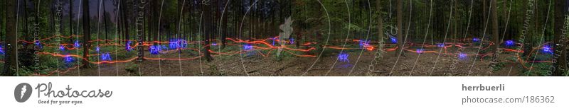 forest light play Style Design Playing Jogging Art Exhibition Work of art Dance Culture New Media Nature Autumn Tree Moss Wild plant Field Catch Hunting Jump