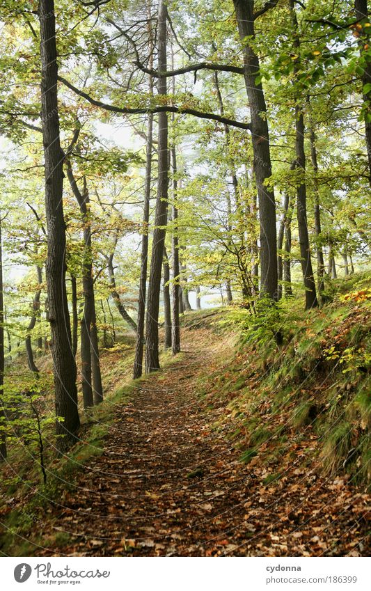 forest path Life Harmonious Relaxation Calm Far-off places Environment Nature Landscape Autumn Tree Forest Contentment Uniqueness Freedom Idyll