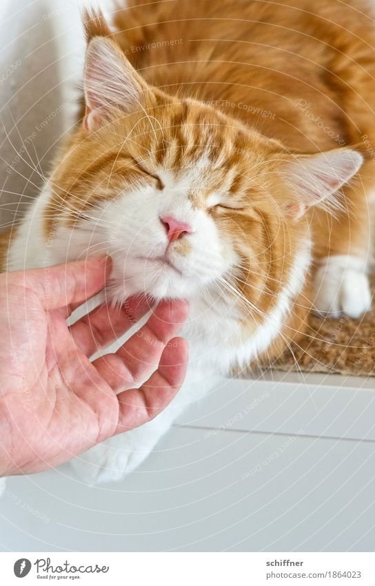 True Love - Extreme Krauling Hand Animal Pet Cat Animal face Pelt Paw 1 To enjoy Stroke Caress Affection Debauchery Closed eyes Red Red-haired Tiger Tabby cat