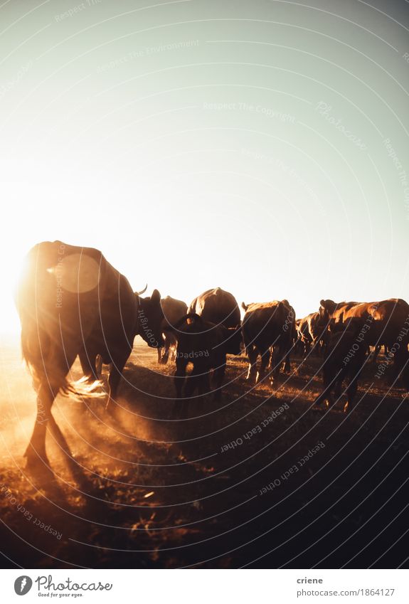 Cattle blowing up dust on rural farmland in sunset Meat Dairy Products Milk Summer Environment Nature Landscape Animal Sun Sunrise Sunset Warmth Drought Meadow