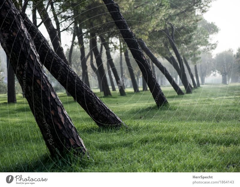 slanting position Nature Landscape Plant Autumn Fog Tree Natural Brown Green Row of trees Stone pine Poplar Tilt Tree trunk Perspective Grass Grass meadow Calm
