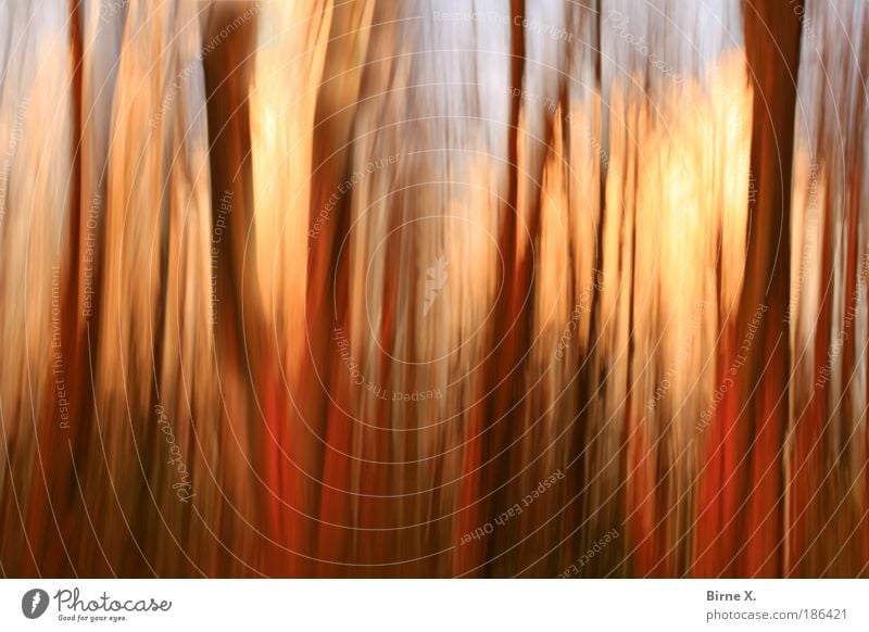 magic forest Environment Nature Landscape Plant Autumn Tree Forest Fear blurred tree trunks Colour photo Exterior shot Experimental Abstract Deserted Evening