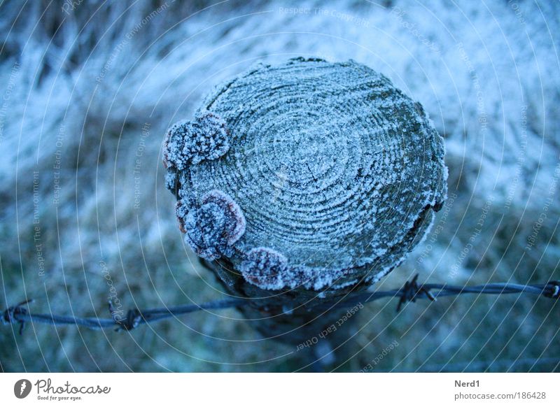 trunk ice cream Ice Winter Hoar frost Blue Barbed wire fence Mushroom Cold Frozen Annual ring Tree Fence post Frost Bird's-eye view Cross-section