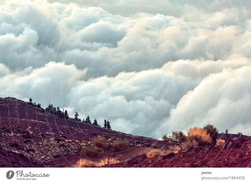 cloudy beach Mountain Nature Landscape Earth Sky Clouds Beautiful weather Teide Infinity Tall Above Wanderlust Hope Idyll Cloud field Fluffy Colour photo