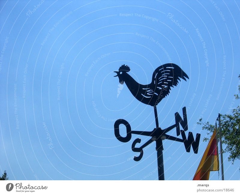 weathercock Cloudless sky Weather Wind Weathercock Sign Blue Black Rooster East South North West Compass point Colour photo Exterior shot Copy Space left