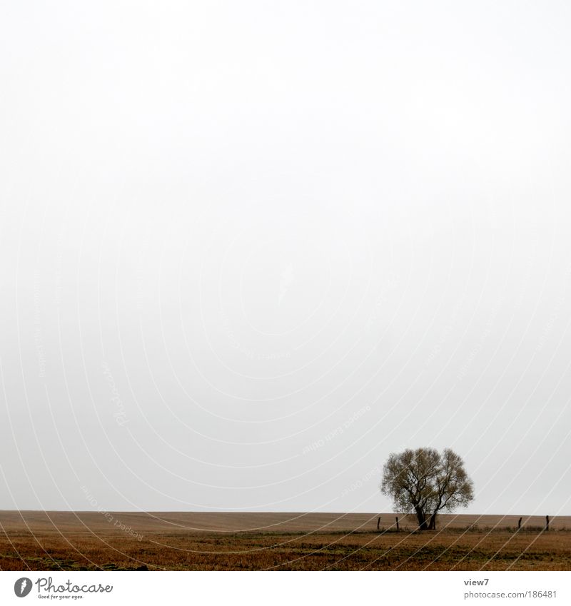 cold. Environment Landscape Sky Clouds Weather Bad weather Drought Plant Tree Meadow Field Dark Authentic Simple Far-off places Positive Beautiful Gloomy Brown