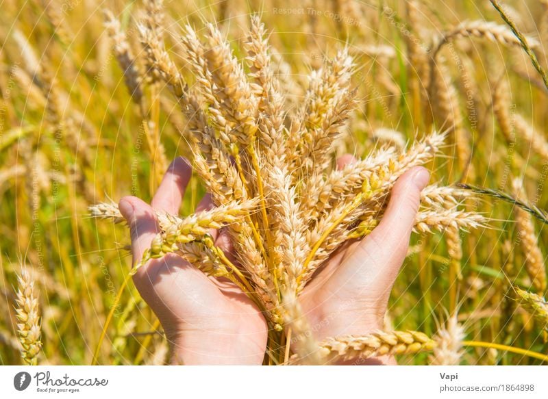 Wheat in the hands Bread Summer Woman Adults Hand Nature Landscape Plant Autumn Agricultural crop Meadow Field Growth Natural Yellow Gold agriculture grain