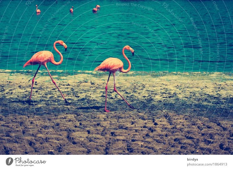 Ente Flamingo - DAWO-Shop
