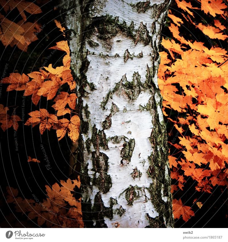 annals Environment Nature Plant Autumn Beautiful weather Birch tree Tree trunk Birch bark Old To dry up Orange Black White Idyll Transience Autumn leaves
