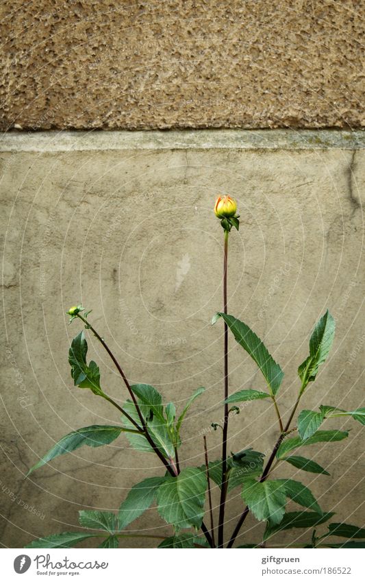 mauerBLÜMCHEN Plant Flower Leaf Blossom Wall (barrier) Wall (building) Blossoming Authentic Yellow inconspicuous Decent ordinary wallflower Normal unobtrusively