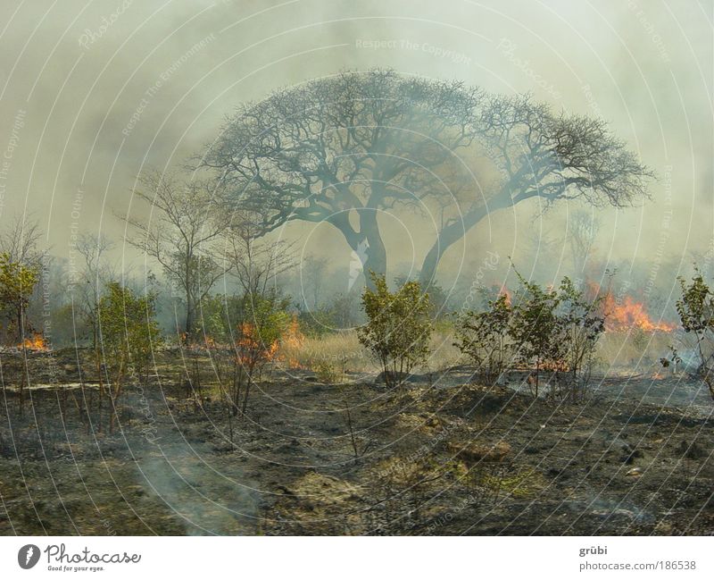 Bush fire in Botswana Safari Landscape Fire Virgin forest scrub Dangerous Colour photo Exterior shot Deserted Day
