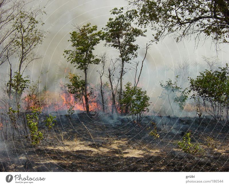 Bush fire in Botswana Safari Nature Landscape Fire Forest Dangerous Colour photo Exterior shot Deserted Day