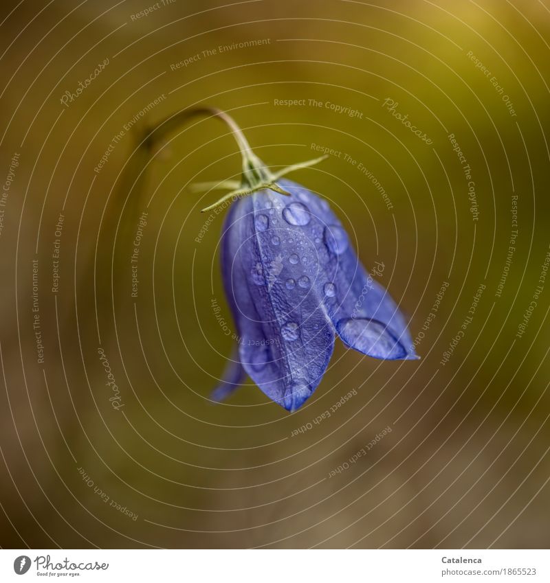 Rainy day, a wet bell flower Hiking Nature Plant Drops of water Summer Bad weather Flower Blossom Bluebell Meadow Flower meadow Blossoming Growth Esthetic
