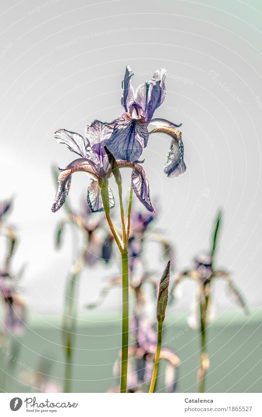 iris Nature Plant Sky Summer Beautiful weather Flower Blossom Iridaceae Marsh Blossoming Esthetic Elegant Blue Yellow Green Violet Energy Continuity Poverty
