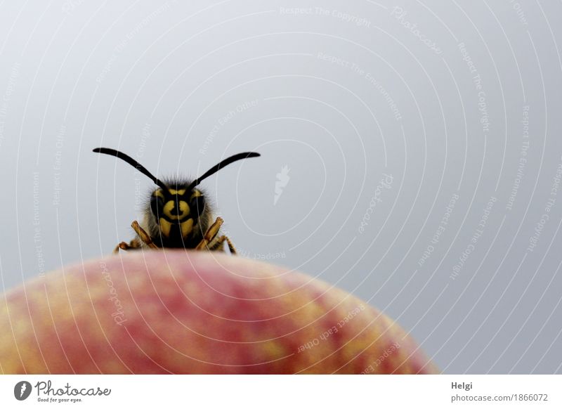 moin ... Apple Organic produce Animal Wild animal Animal face Wasps 1 Looking Stand Exceptional Uniqueness Small Curiosity Yellow Gray Red Black Attentive Life