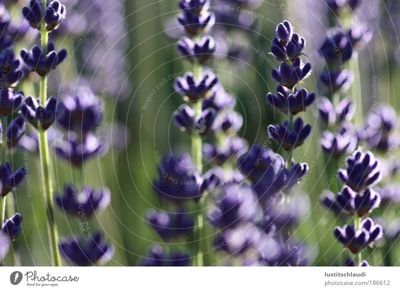 purple - lavender Environment Nature Landscape Plant Summer Beautiful weather Wild plant Meadow Outskirts Deserted Esthetic Natural Emotions Moody