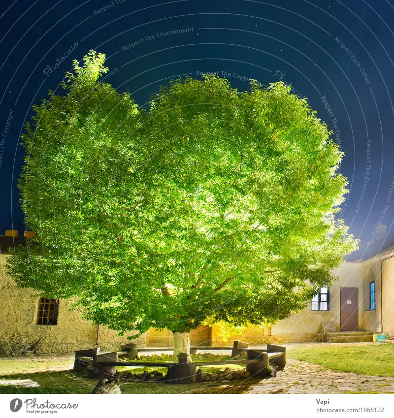Green glowing tree in the night park Sun House (Residential Structure) Garden Nature Landscape Plant Sky Night sky Stars Sunrise Sunset Tree Grass Leaf Park