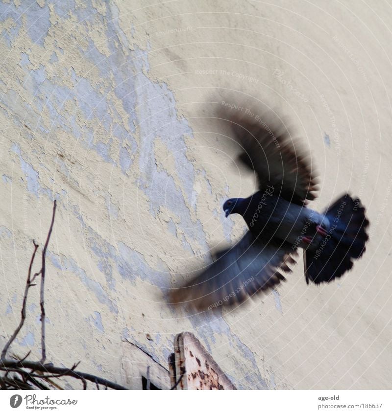 fluttering imprisonment Hunting Freedom Environment Nature Air Sunlight Ivy Old town Deserted Wall (barrier) Wall (building) Animal Bird Pigeon 1 Movement