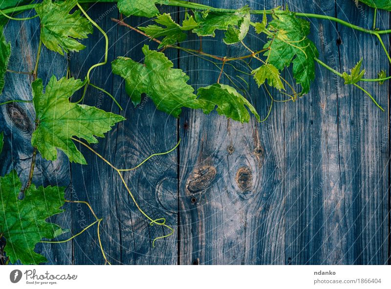 Young green grape vine on gray wooden surface Fruit Plant Leaf Wood Green agriculture background branch Bunch of grapes honeysuckle naturals Sprout Copy Space