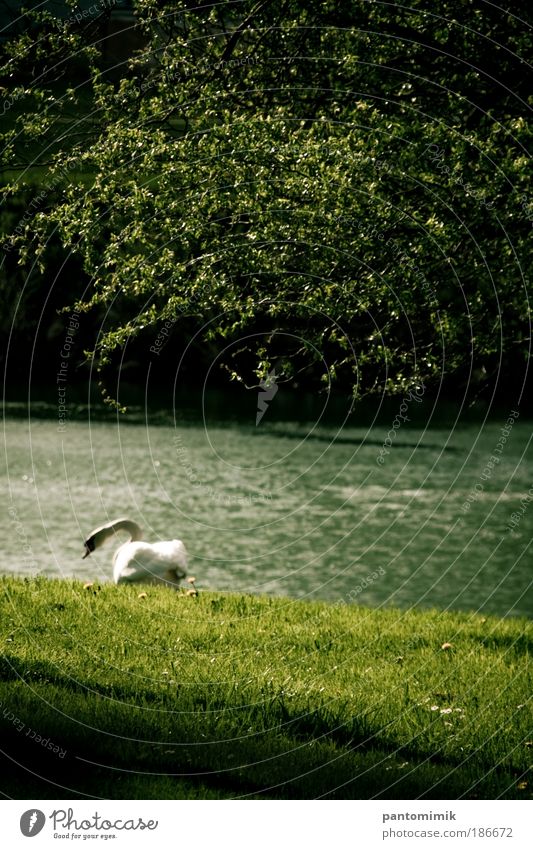 Lost Water Spring Grass River bank Animal Bird Swan 1 Moody Loneliness Colour photo Exterior shot Deserted Day Shadow Sunlight