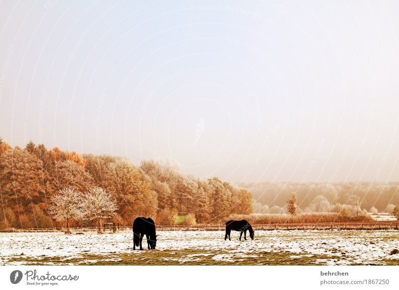 winter horses Nature Plant Animal Sky Clouds Autumn Winter Ice Frost Snow Tree Grass Bushes Meadow Field Forest Horse 2 To feed Freeze Cold Beautiful Frozen