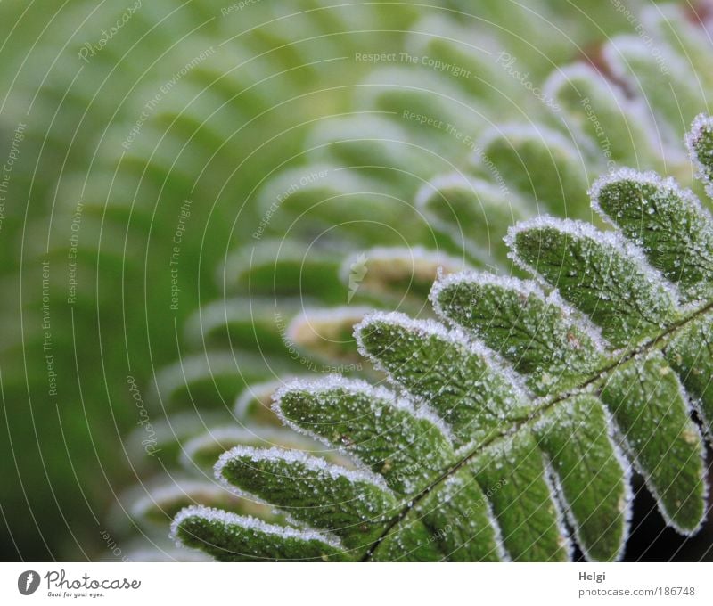 frostily breathed Nature Plant Winter Ice Frost Fern Foliage plant Freeze Esthetic Cold Natural Green White Bizarre Uniqueness Idyll Symmetry Environment