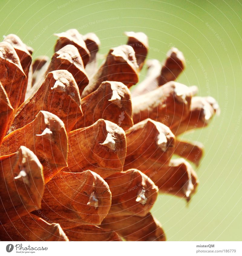 There's a cone. Nature Esthetic Contentment Climate Cone Seed Future Life Offspring USA Decoration Warmth Symbols and metaphors Propagation Biology Brown