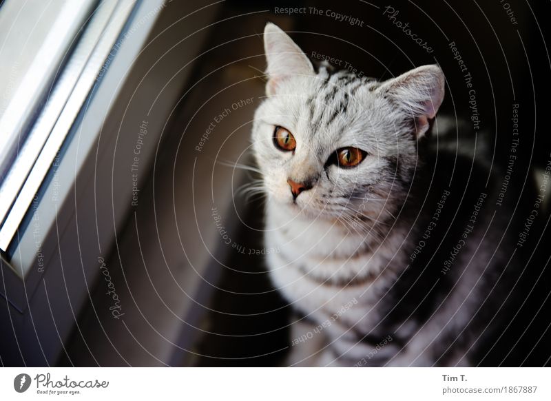Cat at the window Animal Pet Animal face 1 Adventure Dream Gray Silver Amber Eyes Colour photo Interior shot Deserted Day