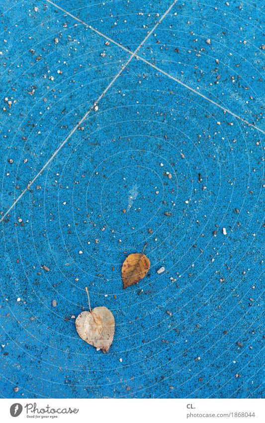 2 leaves Environment Nature Autumn Weather Leaf Ground Stone Line Blue Brown Transience Autumnal Early fall Autumnal weather Autumn leaves Colour photo