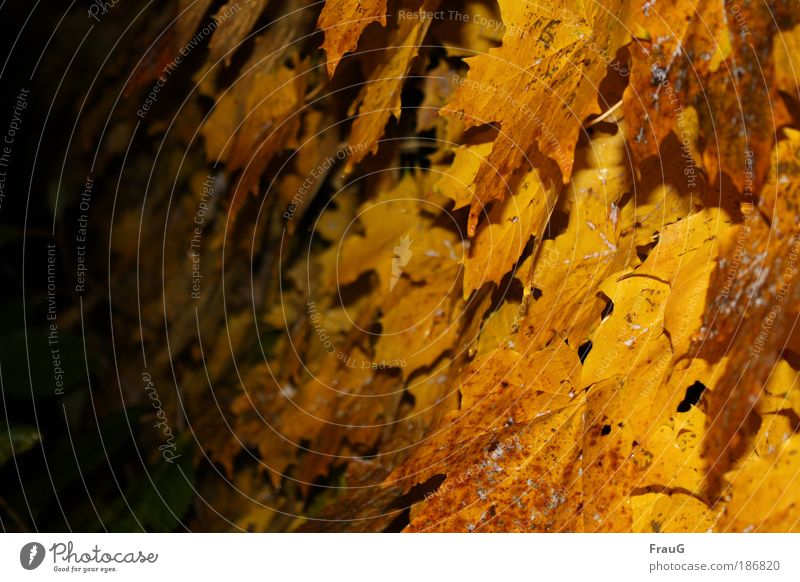 Yellow wine Autumn Leaf Warmth Gold Moody Evening