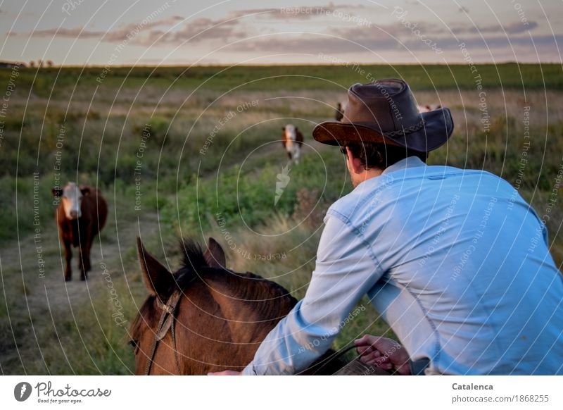 Way back, rider in the foreground. Cattle on the way Ride Young man Youth (Young adults) 18 - 30 years Adults Nature Landscape Plant Animal Horizon