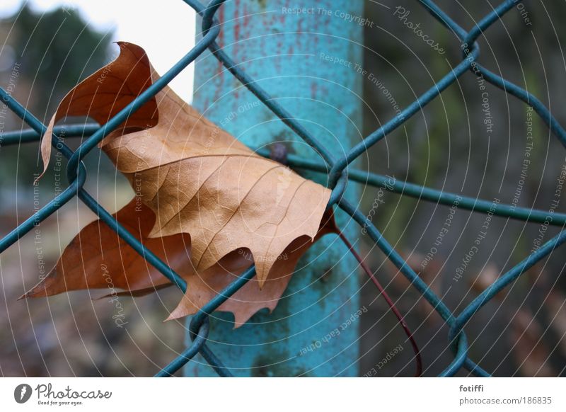 i need help Nature Sky Autumn Leaf Outskirts Metal Steel Net Hang Wait Old Blue Brown Longing Fear Helpless on one's own Loneliness entangled curled To hold on