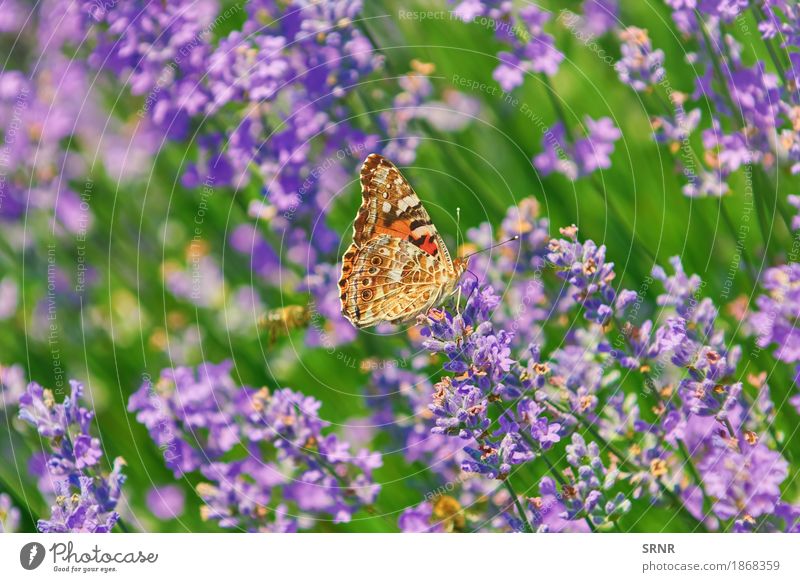 Peacock Butterfly on Lavender Nature Stone Environment Insect lepidoptera Peacock butterfly aglais io colourful butterfly european peacock Animal Wing anthesis