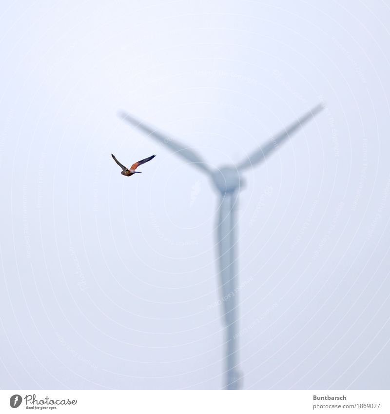 5 wings Wind energy plant Rotor Windmill vane Environment Nature Animal Air Sky Wild animal Bird Wing Falcon Kestrel 1 Flying Town Red Black White