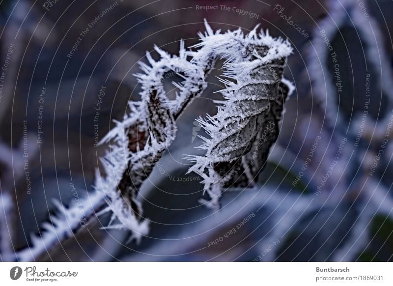 prickly cold Environment Nature Plant Elements Winter Ice Frost Bushes Leaf Cold Thorny Brown White Crystal structure Ice crystal Subdued colour Exterior shot