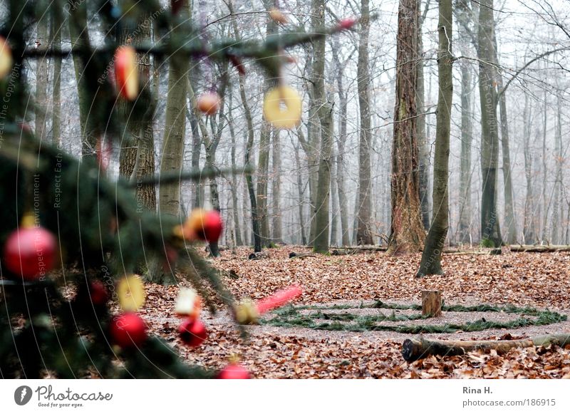 Christmas tree in the forest Nature Landscape Winter Forest Authentic Exceptional Green Red Emotions Joy Happy Anticipation Together Belief Loneliness Society