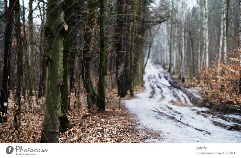 forest path Environment Nature Landscape Plant Earth Winter Climate Bad weather Ice Frost Snow Tree Forest Lanes & trails Cold White Target Footpath Gloomy